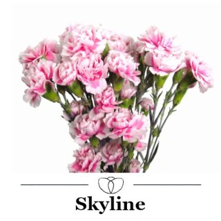 Di Tr Sky Line - Kolumbia