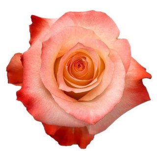 Ecuador - R CABARET 60cm