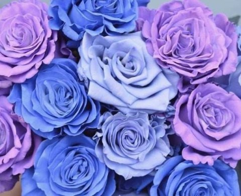 Ecuador - R Gr Triet Purple Moon TINTED 60cm