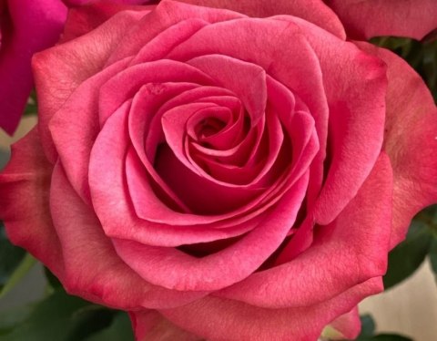 Ecuador - R LOLA 50cm