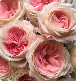 Ecuador - R GR Garden Mayra's Bridal Pink 50cm