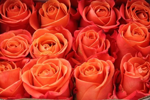 Ecuador - R Orange Crush 50cm