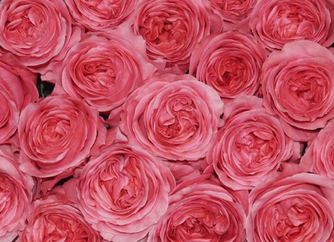 Ecuador - R Garden PINK X-PRESSION 40cm