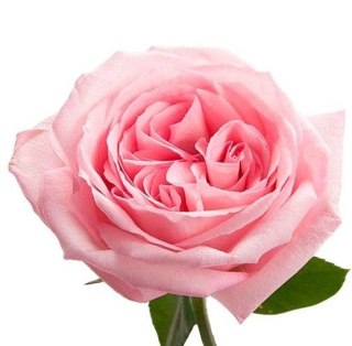 Ecuador - R Pink O'HARA 50cm