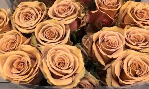 Ecuador - R Toffee 50cm