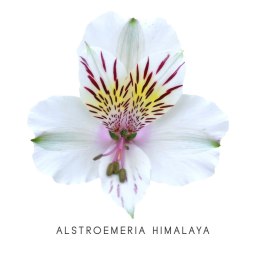 Alstroemeria WHITE Perfection 85cm - Kolumbia
