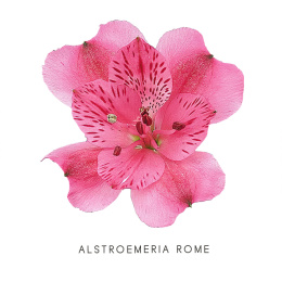 Alstroemeria Hot Pink Perfection 85cm - Kolumbia