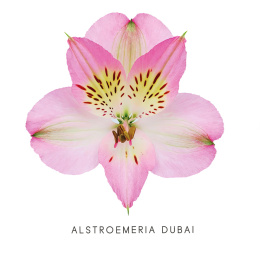 Alstroemeria Light Pink Perfection 85cm - Kolumbia