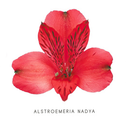 Alstroemeria Red Perfection 85cm - Kolumbia