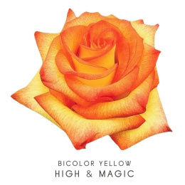 Colombia - R HIGH & MAGIC 50cm