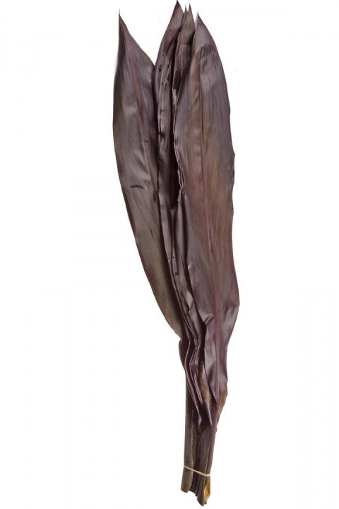 Cordyline black - Liście