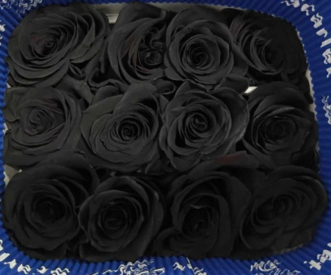 Ecuador - R GR Dozen Black TINTED 60cm