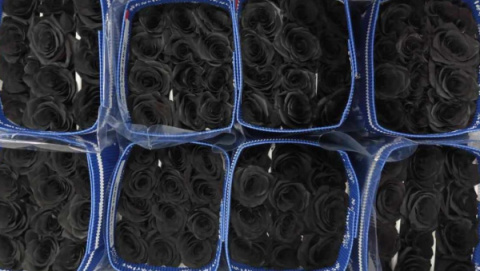 Ecuador - R GR Dozen Black TINTED 60cm