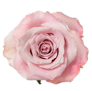 Ecuador - R FAITH 50cm