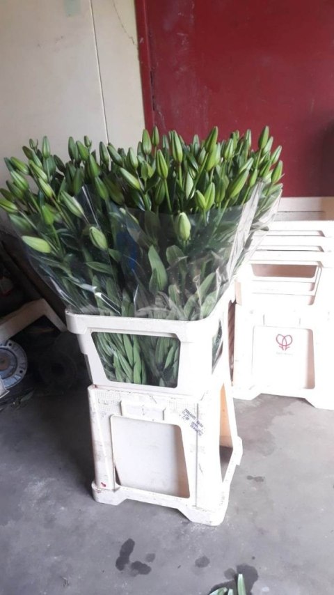 PL Lilia azjatka biała - Polska