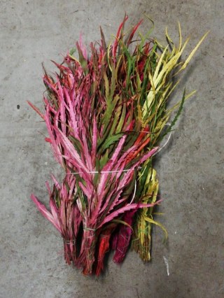 Grevillea short mix 150 gr - Liście