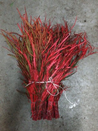 Grevillea short red 150 gr - Liście