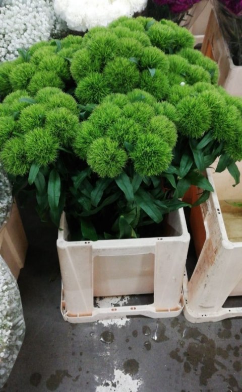 PL Goździk zielony Di Barb 60 cm - Polska
