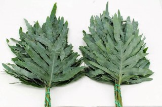 Phlebodium 50 cm - Liście