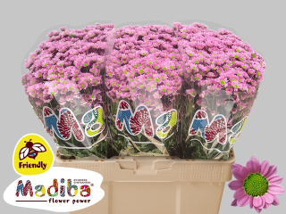 CHR S MAD TANGA PINK 55cm/1100g - D