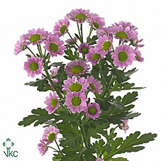 CHR S MAD TANGA PINK 55cm/1100g - D