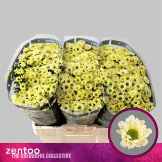 CHR S ROSSI CREAM 55cm/1200g - D