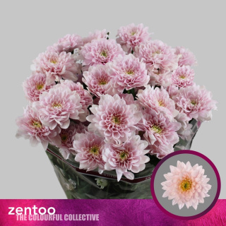 CHR T PASTELA PINK 65cm - D
