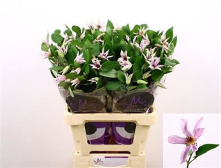 Clem Amazing Miami 4+ 60cm - D