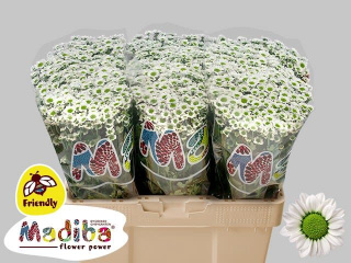CHR S MAD LINDI WHIT 55cm/1100G - D