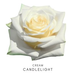 Colombia - R CANDLELIGHT 50cm