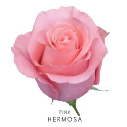 Colombia - R HERMOSA 50cm