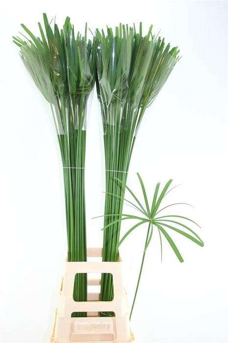 Cyperus Glaber 70cm - D
