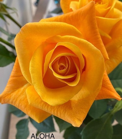 Ecuador - R ALOHA 60cm