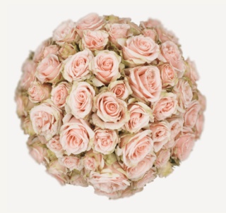 Ecuador - R TR WEDDING SENSATION Super Premium 60cm