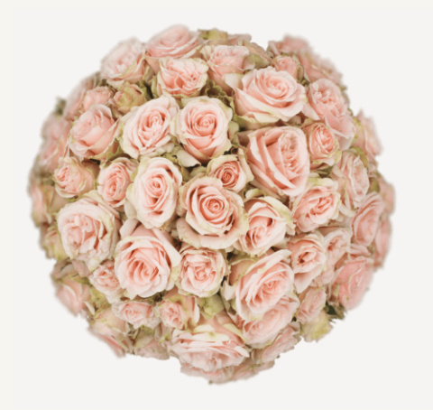 Ecuador - R TR WEDDING SENSATION Super Premium 60cm