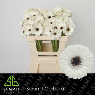 GE MI LIDO 50cm - D