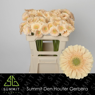 GE MI MOET 50cm - D