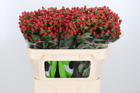 Hyp Tomato Flair 70cm - D