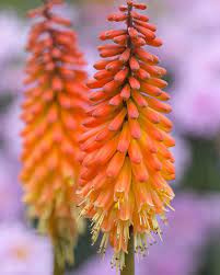 Kniphofia Alcazar 60cm - D