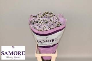 LIM S TESSA LAVENDER 60cm - D