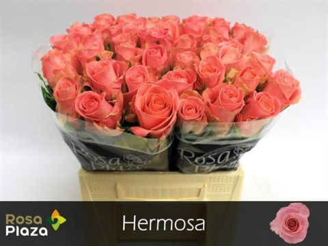 R GR HERMOSA+ 40cm - D