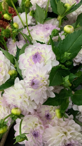 PL Dalia Ewelina biało/lekki fiolet 45/50cm - Polska