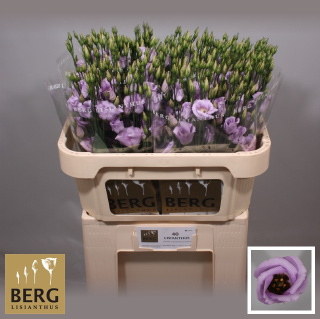 Eus E Picco Lavender 70cm - D