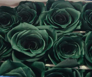 Ecuador - R GR Green TINTED 60cm