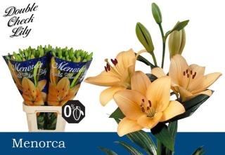 LI LA MENORCA 4+ 90cm - D