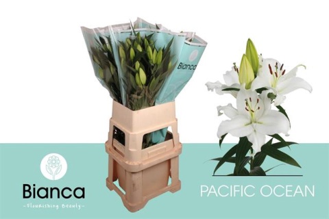 LI OR PACIFIC OCEAN 85cm - D