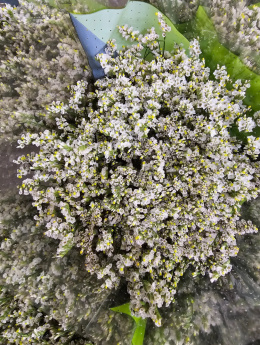 Limonium drobne białe - Kolumbia