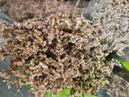 Limonium drobne coral - Kolumbia