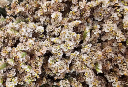 Limonium drobne coral - Kolumbia