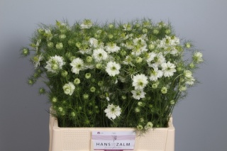 NIGE DAMASCENA WHITE OV 70cm - D